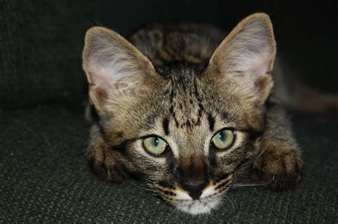 Savannah Kittens For Sale F3 Savannah Cat