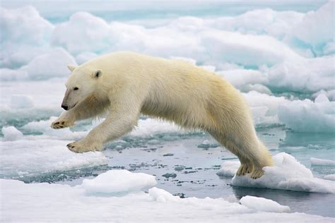 Polar Bear Jumping In The Fast Ice By Arturo De Frias Photography