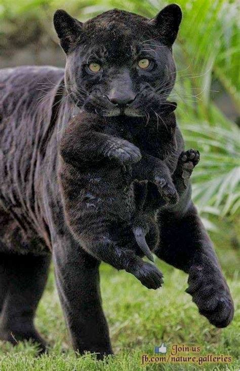 Mother Black Panther Carrying Her Cub Animals And Pets Funny Animals