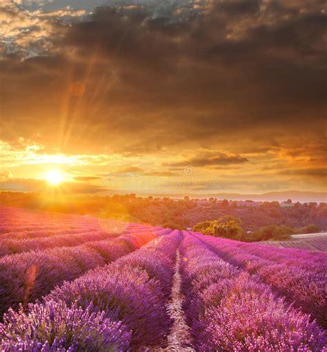 Lavender Field Against Colorful Sunset In Provence France Stock Photo