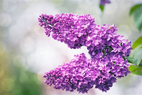 Lilac Tree Flowers Free Stock Photo Public Domain Pictures