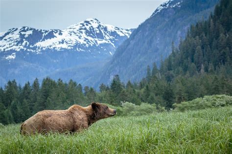 Grizzly Bear Photography In Khutzeymateen British Columbia Part 1