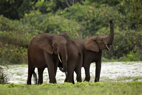 African Forest Elephant Size Habitat And Facts Britannica