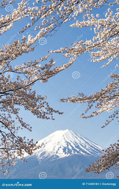 Fujisan And Sakura At Lake Kawaguchiko Stock Image Image Of Cherry