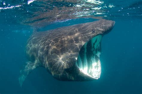 Basking Shark Ocean Treasures Memorial Library