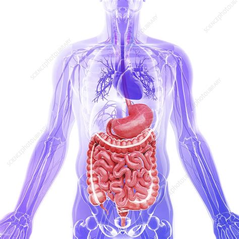 Human Internal Organs Artwork Stock Image F Science