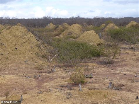 Eight Foot Tall Termite Mounds That Are 4000 Years Old Are Visible