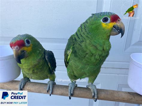 Red Lored Amazon Parrot For Sale For Breeding