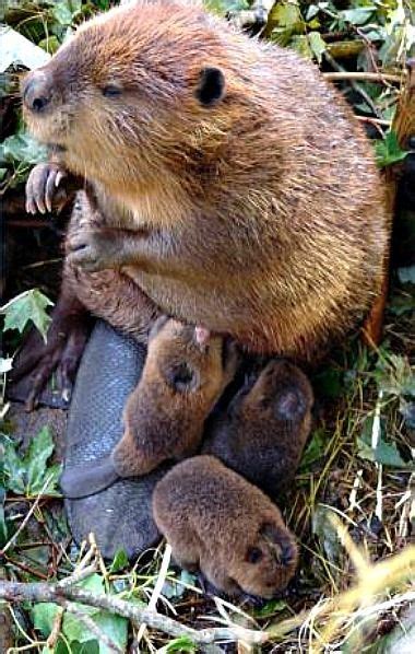 Mama Beaver And Her 3 Babies Cute Creatures Beautiful Creatures