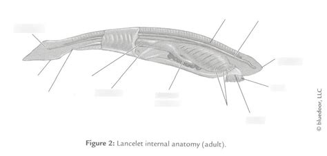 Lancelet Anatomy Diagram Quizlet