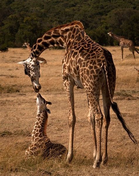 Also known as the zebra giraffe, the okapi is a hoofed mammal that is endemic to africa, particularly in a small range within the democratic republic of the congo. Pin on Things I love.