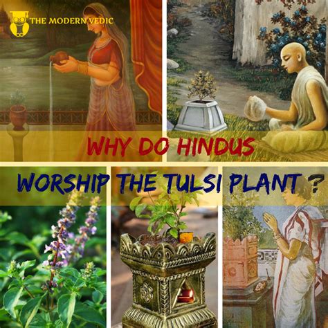 Why Do Hindus Worship The Tulsi Plant Basil Or Ocimum Basilicum