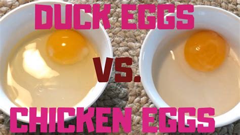 Duck Eggs Vs Chicken Eggs The Differences Youtube