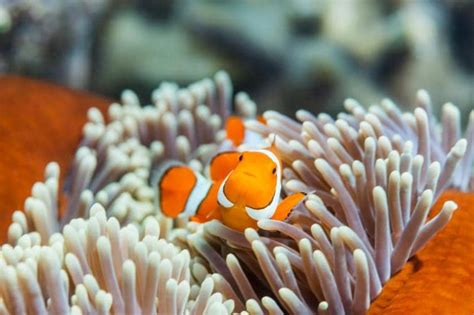 Great Barrier Reef Animals Meet The Great Eight Tourism Australia