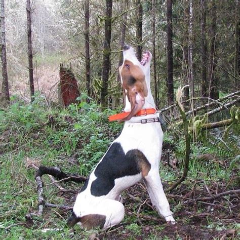 treeing walker coonhound  darn coon dog pinterest treeing walker coonhound