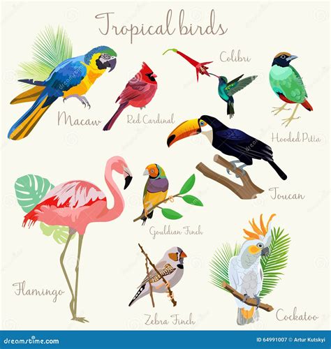 Bright Color Exotic Tropical Birds Set Stock Vector Illustration Of