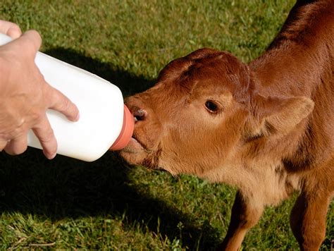 Baby Cow Feeding Bottle All About Cow Photos