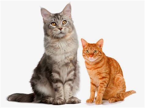 Check spelling or type a new query. TOMKUU: Maine Coon - Kucing Raksaksa