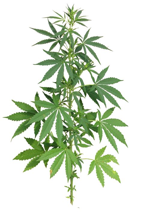 One that is used for the initial vegetative state and one. Cannabis Plant full PNG Image - PurePNG | Free transparent ...