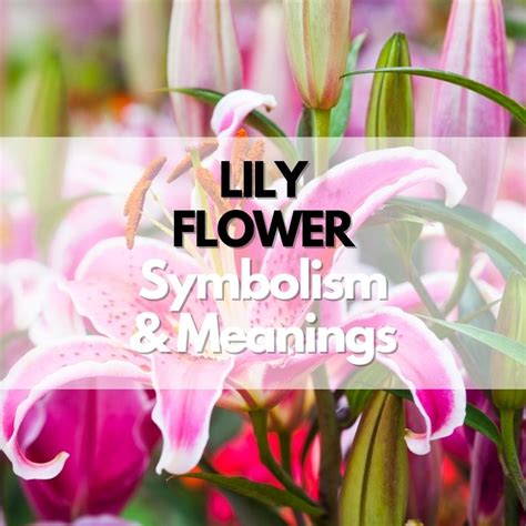 Lily Flower Symbolism Meanings And History Symbol Genie