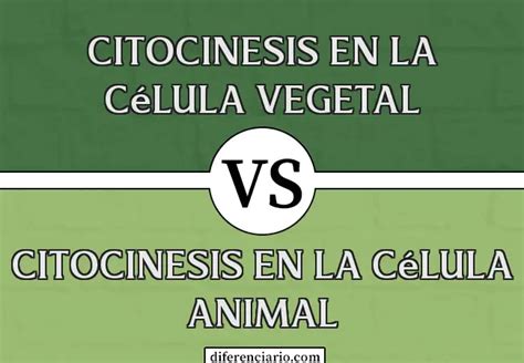 Citocinesis En Celulas Vegetales Dinami