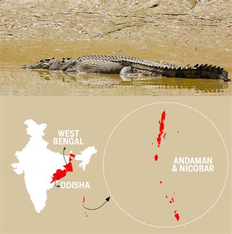 Will The Saltwater Crocodiles Of Andaman Live Or Die Times Of India