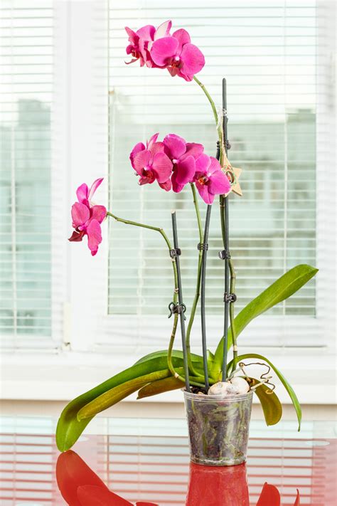 10 Best Orchid Pots And Containers Paisley Plants