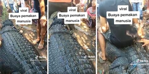 Viral Penampakan Buaya Muara Raksasa Pemakan Manusia Di Lombok Tengah