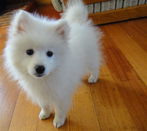 Japanese Spitz Cute Dogs And Puppies Baby Dogs Pet Dogs Dog Cat