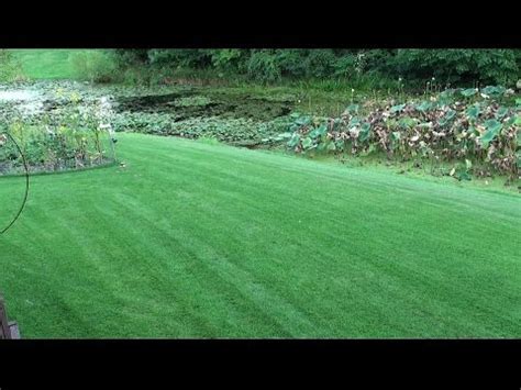 Is there a kind of grass seed that is foolproof? Compadre Zenith Zoysia Grass Seed Plus Zenith Sod 2014 ...