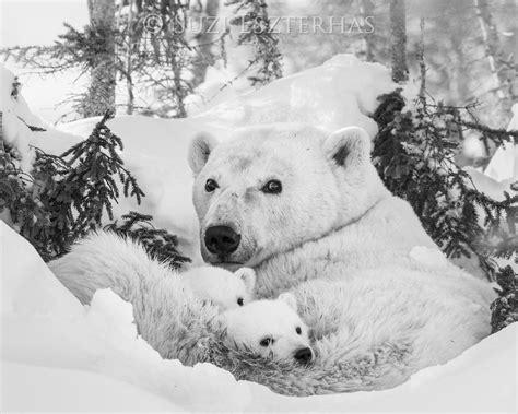 Polar Bear Mother And Cubs Photo Baby Animal Prints By Suzi