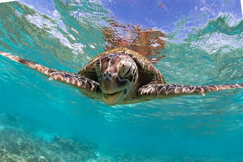 Laughing Green Sea Turtle Stock Photo Download Image Now Animal
