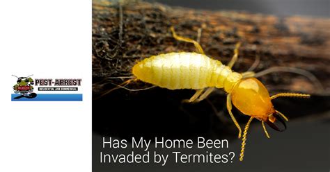 Find out how we can help! Residential Pest Control Tips: How to Spot an Active Termite Infestation