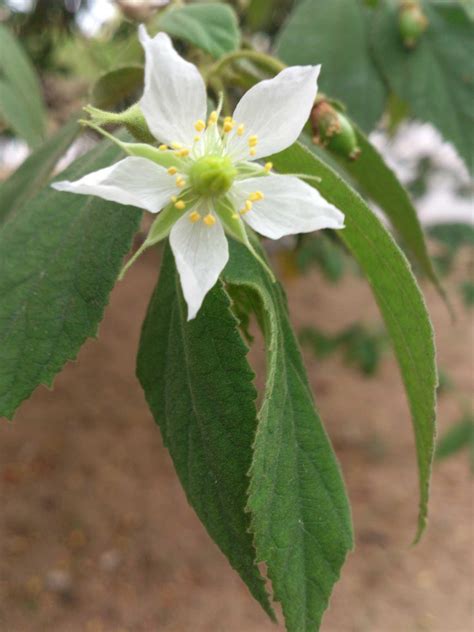 Muntingia Calabura Efloraofindia