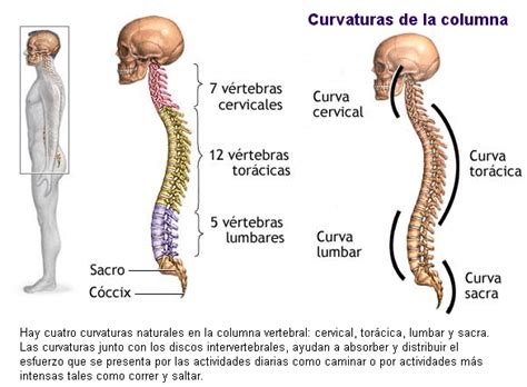 La Columna Vertebral Anatomía VÍdeos Y Teoría Anatomí­a