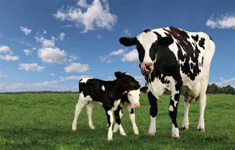 Mom And Baby Cow Stock Photos Pictures And Royalty Free Images Istock