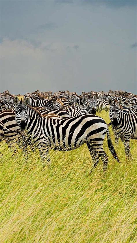 Zebras National Park Serengeti Tanzania Zebra Hd Phone Wallpaper