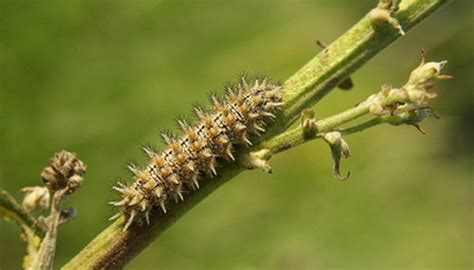 The fruit also may be damaged by sunscald because of the reduced foliage cover. How to Prevent Tomato Worms on Your Plants | Garden Guides