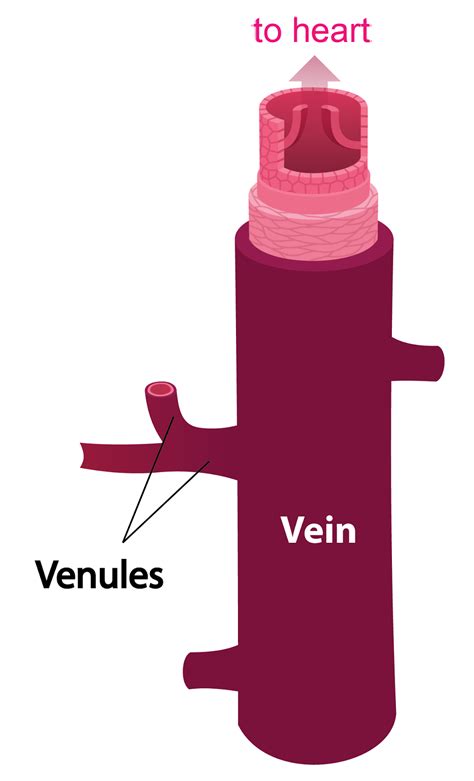Blood vessels flow blood throughout the body. 1.2.5a The Blood Vessels - SPM Biology