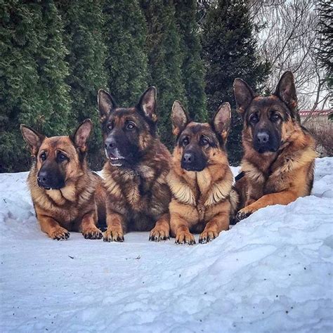 Pack Photo How Many Pups In Your Pack Meowfromharry Germanshepherds