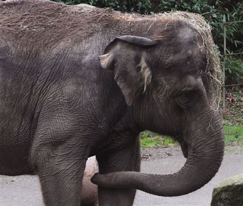 Woodland Park Zoo Elephants To Oklahoma City Not So Fast The Seattle