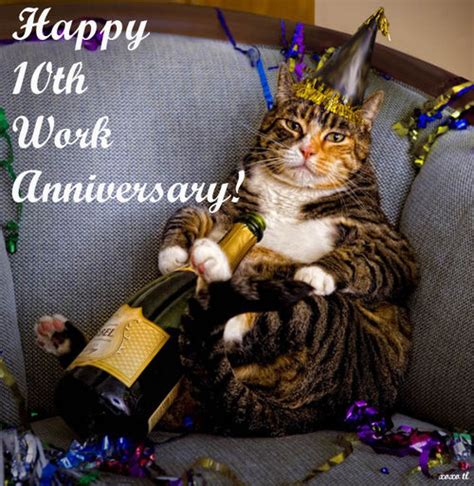 Work Anniversary Meme Cat Funny Work Anniversary Quotes To Put Smile Images
