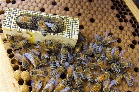 We Visited Our Russian Queens Eandm Gold Beekeepers