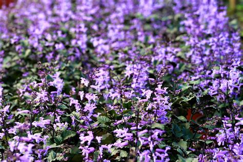 Flowers Purple Garden · Free Photo On Pixabay