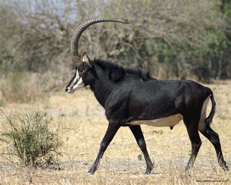 Sable Antelope Africa Endangered African Animals African Safari