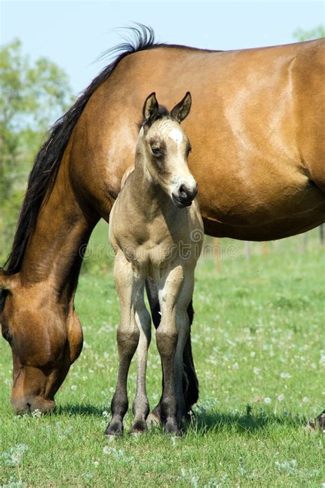 Grulla quarter horse stallion kansas city twister. Buckskin Quarter Horse Foal Stock Image - Image of pasture, foal: 4543843
