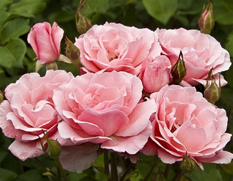 Queen Elizabeth Star® Roses And Plants