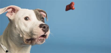 Train Your Pet with Positive Reinforcement - Arizona Humane Society