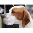 All About The Pointer Dog Breed  PetHelpful