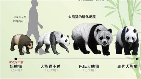 为什么要保护大熊猫？参考网